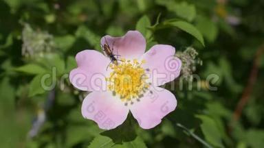 长角甲虫从玫瑰花中采集花蜜或花粉